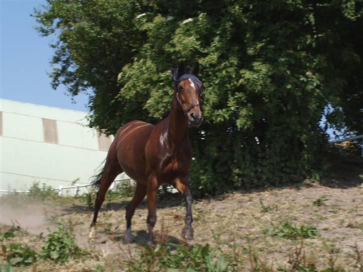 Anden særlig race | Cassie <3 *Vi ses :'(*  - #Juli 2008# Hu hej hvor det går... Cassie på fold <3 Foto: Sarah <3 billede 13