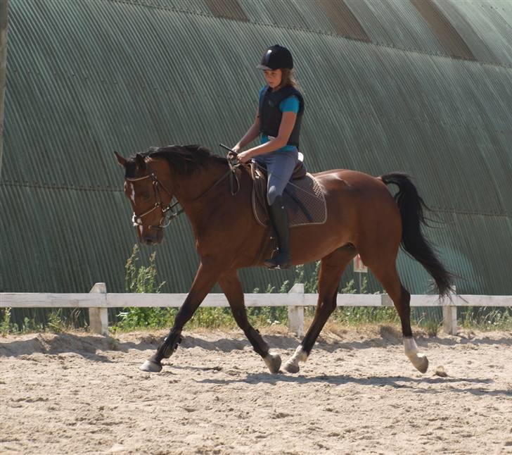 Anden særlig race | Cassie <3 *Vi ses :'(*  - #Juli 2008# Trav... Den lille fine pony! xD Foto: Sarah <3 billede 14