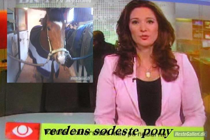 New Forest memory(gammel part) SAVN! - jeg var så stolt af mig selv da jeg kom i tv avisen :D billede 19