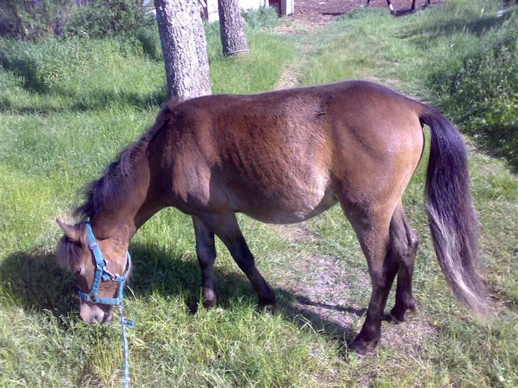 Anden særlig race Monty - D. 1/6-08 Så har jeg tabt alt min følpels og er blevet noget finere at se på;) billede 13