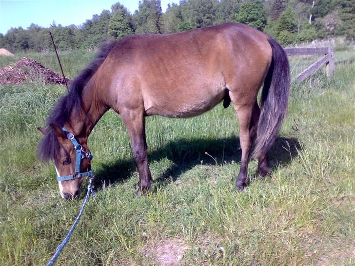 Anden særlig race Monty - Lidt oppustet sommermave er tilladt efter en hel dag på græs;) billede 14