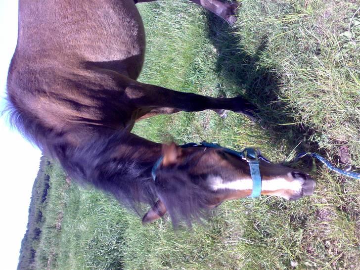 Anden særlig race Monty - MMM*S* billede 15