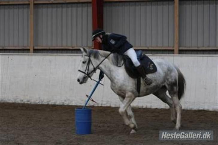 Hollandsk Sportspony | Silver Blue - 16) Breddestævne på HES :D Foto: NØR billede 16