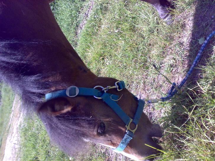 Anden særlig race Monty - NU går jeg altså, for græsset på den anden side af hegnet er MEGET bedre;) Hej hej*SS* billede 16