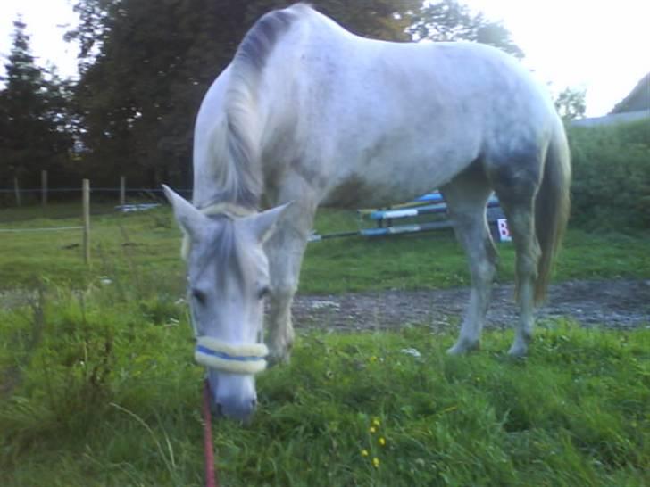 Hollandsk Sportspony | Silver Blue - 18) Haha din lille tykke pony xD Foto: Mig. billede 18