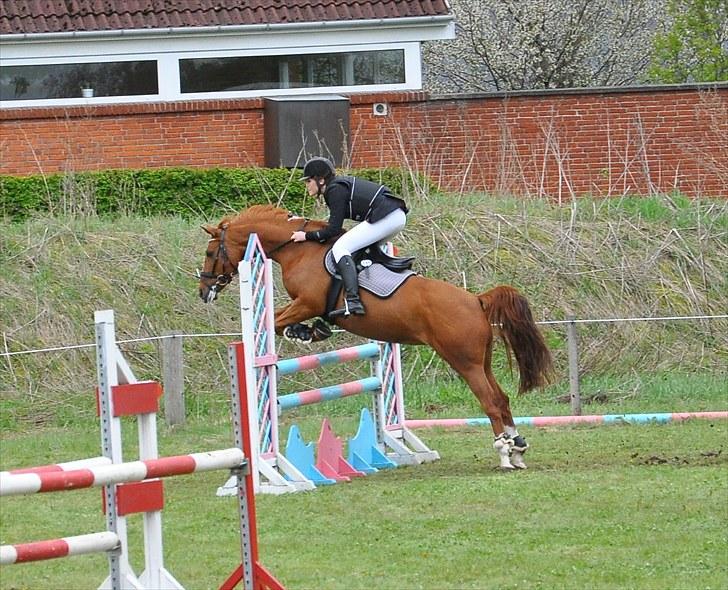 Tysk Sportspony Celette  - LA BOOR 2010 - 1. Stævne efter ét års stævne pause. Én bom. billede 1