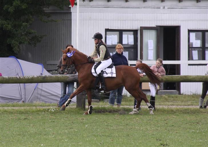 Tysk Sportspony Celette  - Æresrunde SRR - Klasse?? billede 2
