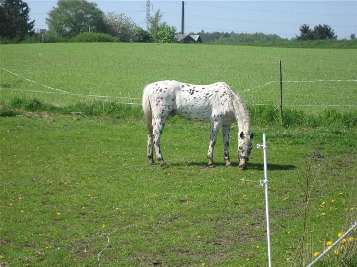 Knabstrupper Ac-Action - GL. Part. - En smuksak på folden! billede 17