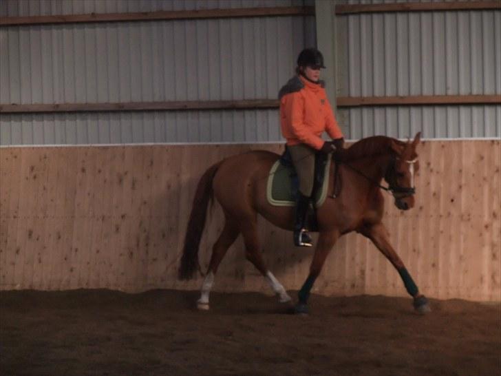 Tysk Sportspony Celette  - Dressurpony februar 2009 billede 3