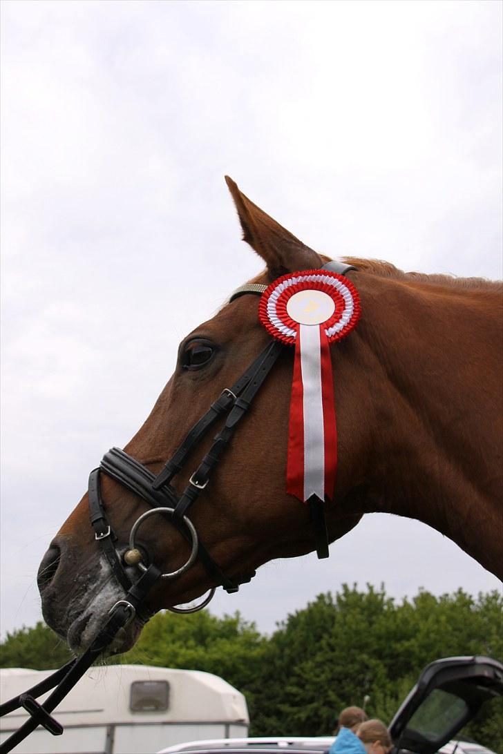 Tysk Sportspony Celette  - Præmiepony 2009 billede 4