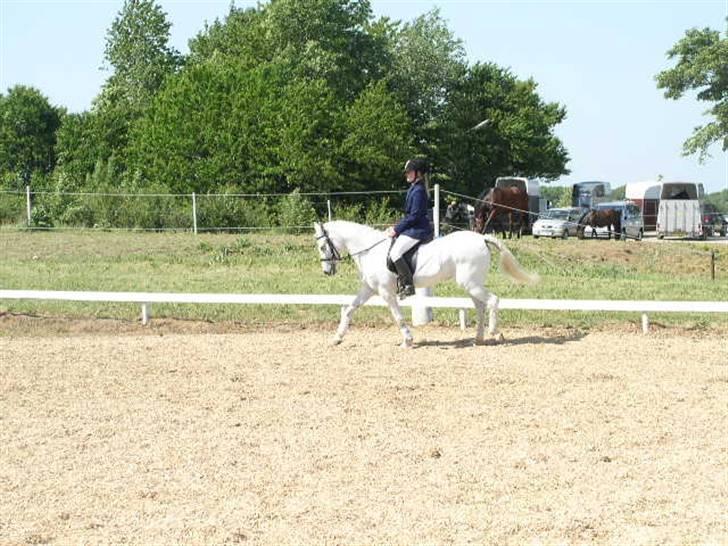 Anden særlig race Miss Steffanie R.I.P - LC1 billede 3