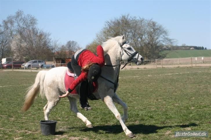 Anden særlig race Miss Steffanie R.I.P - games træning<3 billede 4