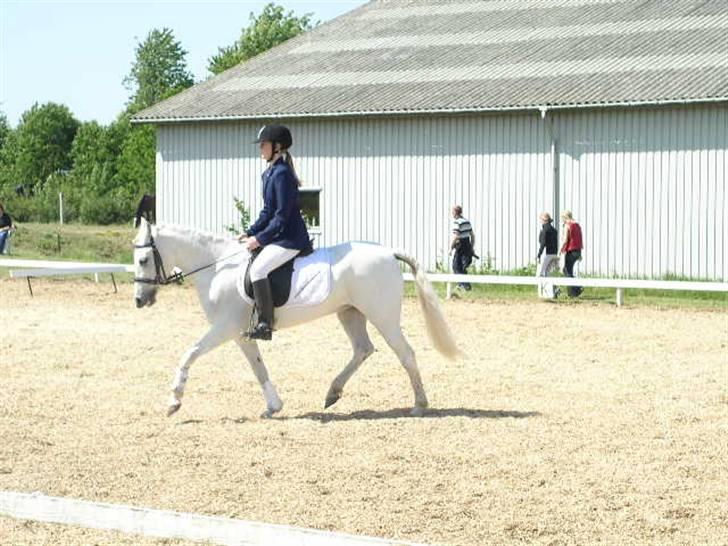 Anden særlig race Miss Steffanie R.I.P - LC1 billede 8