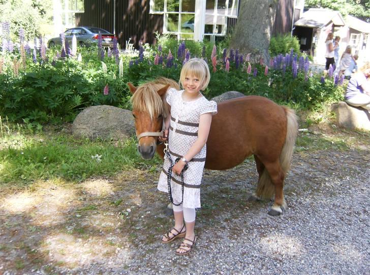 Shetlænder Anelunds Cirkeline billede 16