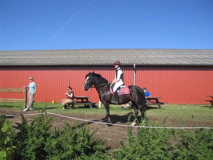Anden særlig race Blackie - 7) hendes allerførste stævne, står og venter på at vi skal ind :D foto: mor, juni 08 billede 7