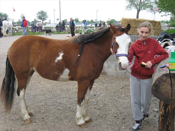Welsh Pony (sec B) Ryttegårdens Bluie billede 10