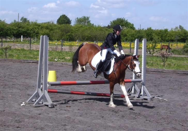 Welsh Pony (sec B) Ryttegårdens Bluie billede 13