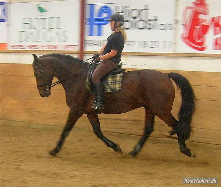 Anden særlig race Midnight Teardrop - Dressur. billede 7