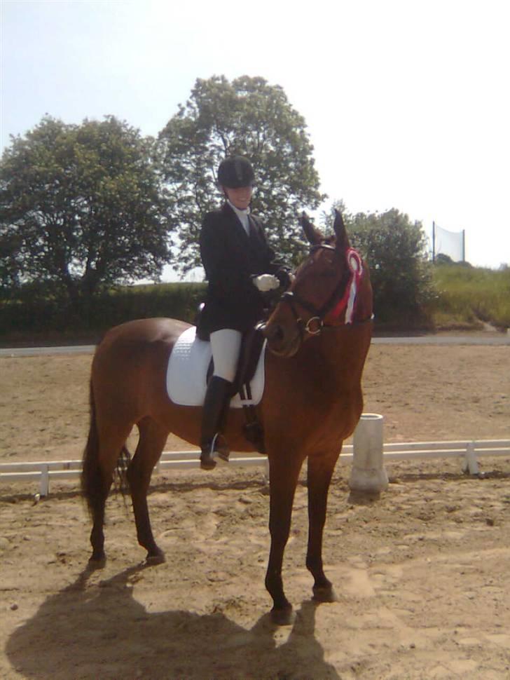 Dansk Varmblod Ørstedlunds Lemon billede 12