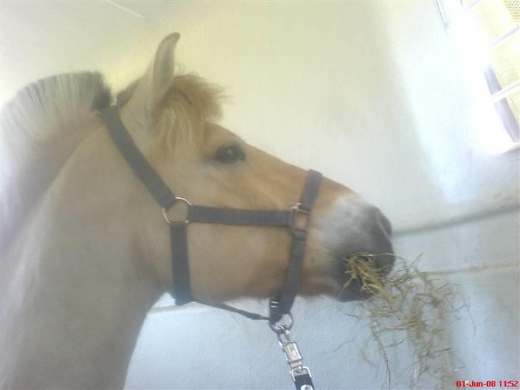 Fjordhest Snuggi - Gumle Gumle billede 7