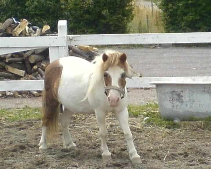 Shetlænder fanny( aflivet):( - den sødeste  lille  pony  billede 1