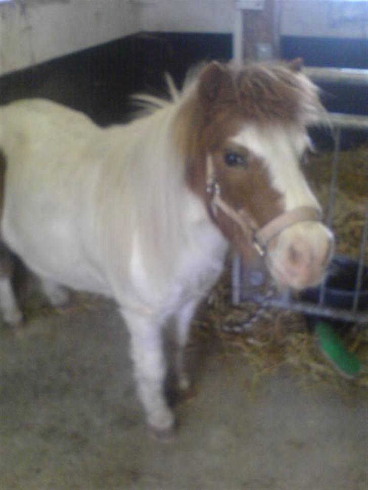 Shetlænder fanny( aflivet):( billede 2