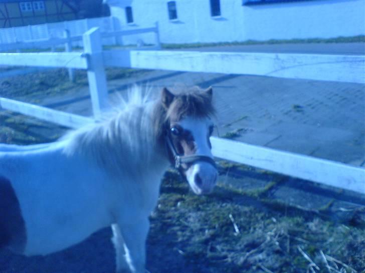 Shetlænder fanny( aflivet):( - helt nyt  billede 3