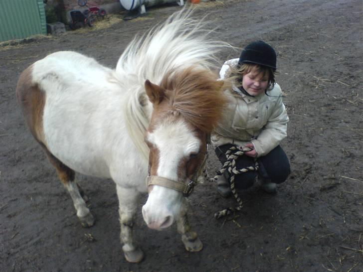 Shetlænder fanny( aflivet):( - fanny og camila billede 4