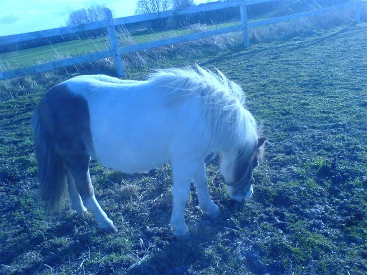 Shetlænder fanny( aflivet):( - helt nyt billede 5