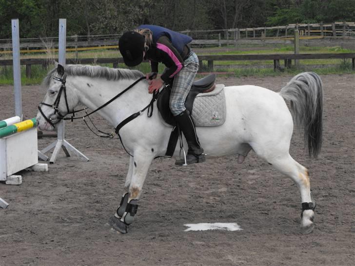 Knabstrupper Little one *gammel part*  - tissepause:D billede 20