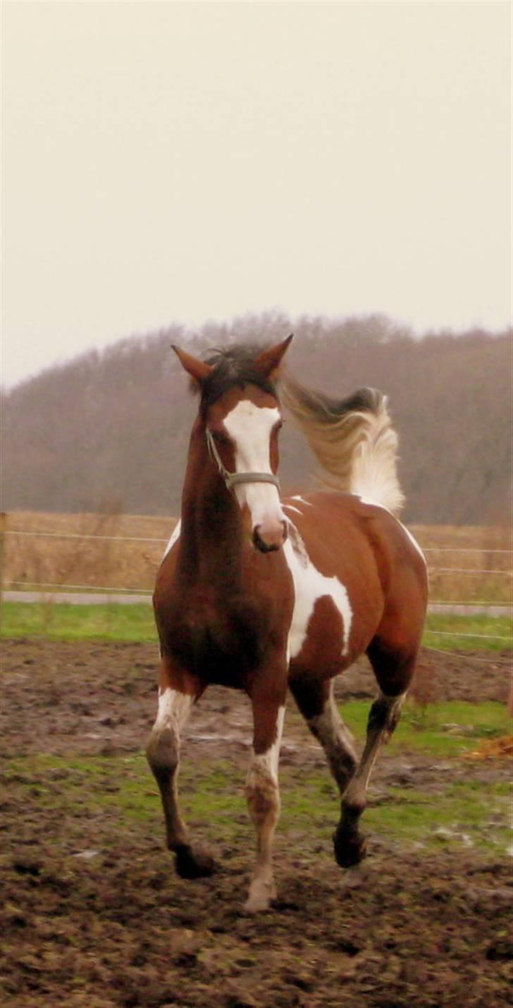 Pinto Nymarksgaards Montoya - Nymarksgaards Montoya billede 9