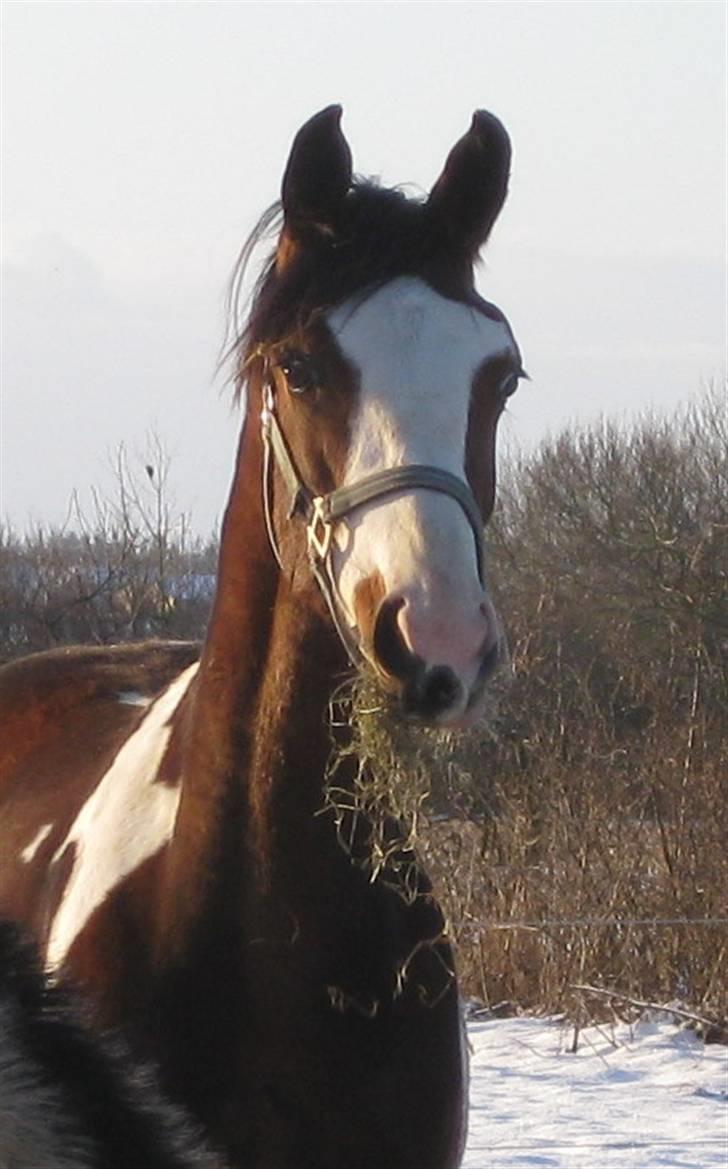 Pinto Nymarksgaards Montoya - smukke Montoya billede 6