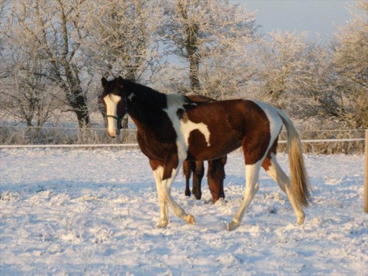 Pinto Nymarksgaards Montoya - vinteren 2010 billede 8