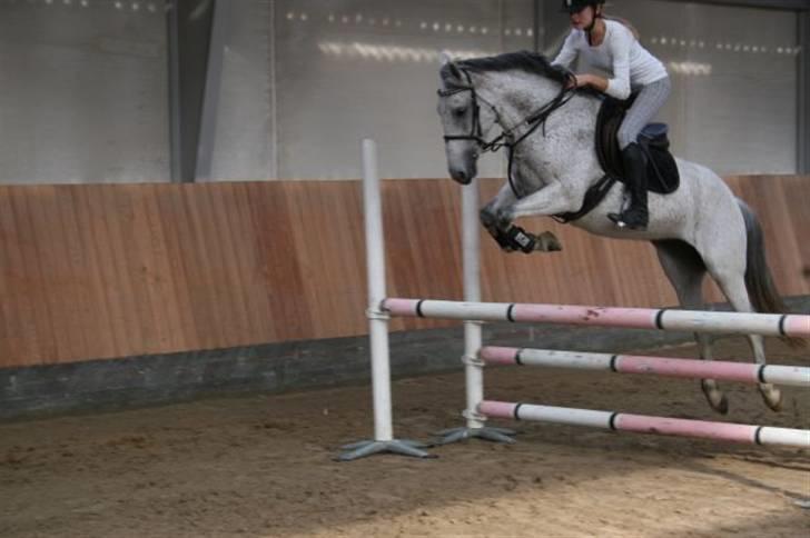 Anden særlig race Donata (pony) *SOLGT* :( billede 6