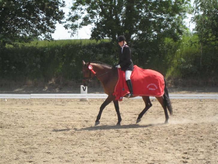 Dansk Varmblod Ørstedlunds Lemon billede 13