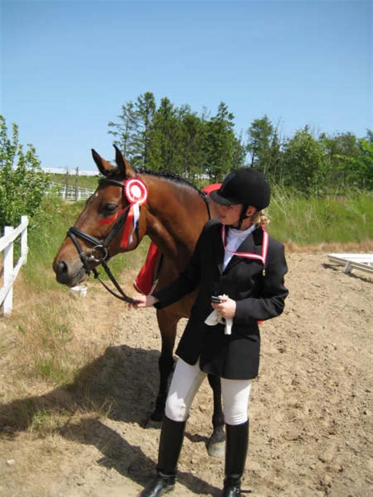 Dansk Varmblod Ørstedlunds Lemon billede 14