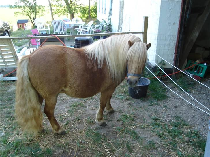 Shetlænder romy van shilling billede 4