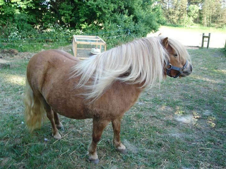 Shetlænder romy van shilling billede 5