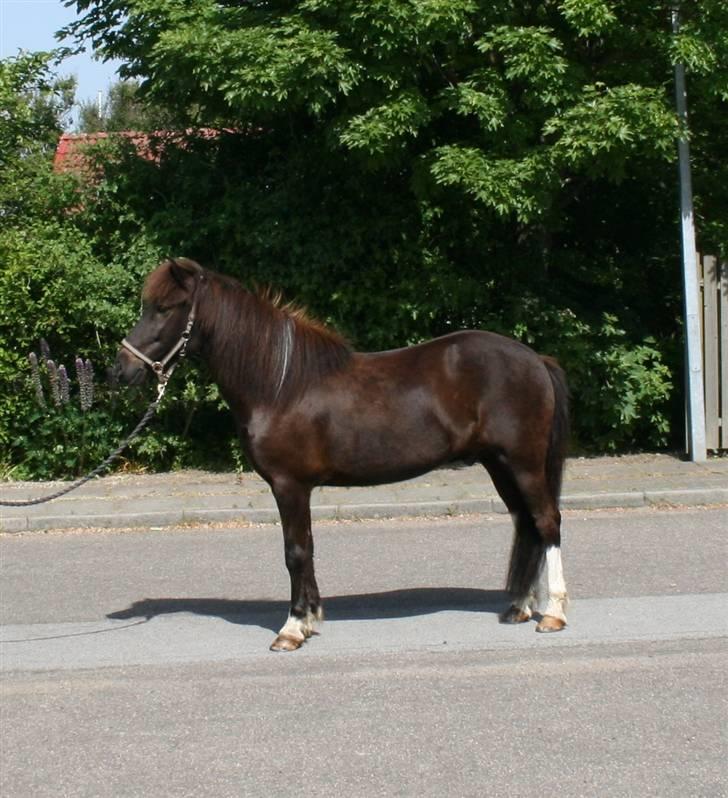 Islænder Freyr - ny vasket over det hele.. billede 3