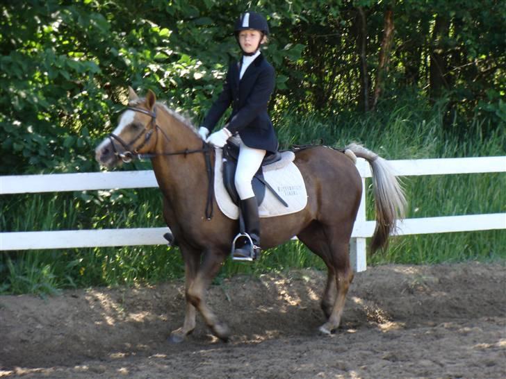 Anden særlig race Jamaica(red før sommer08) - På opvarmningsbanen :D foto: hans billede 14