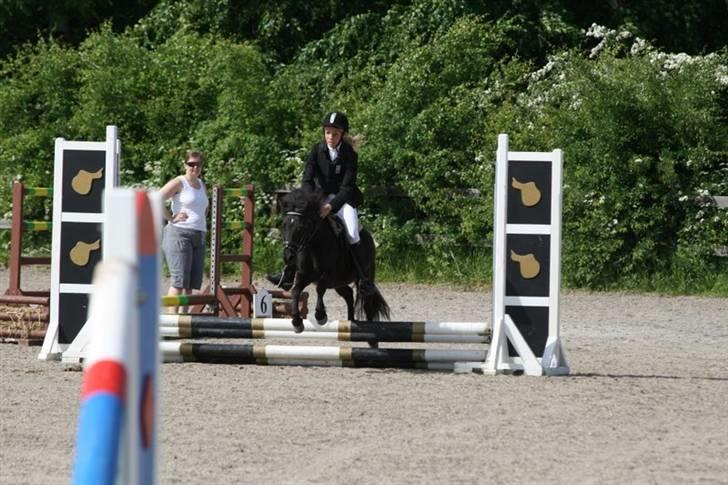 Shetlænder Tulle - Foto: Kim Bahnsen billede 13