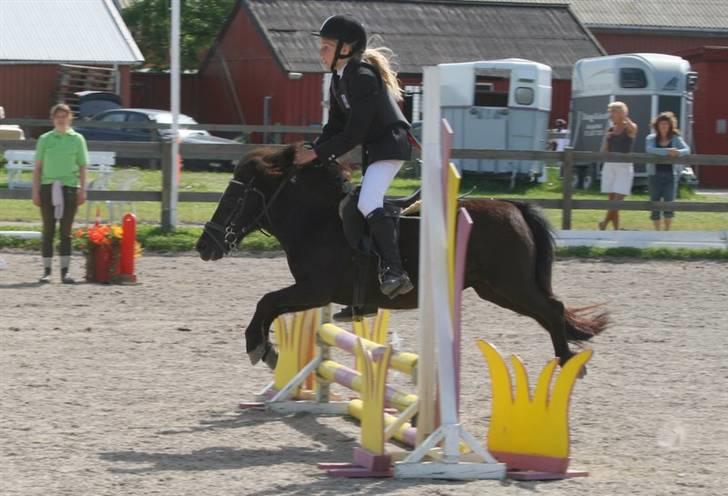 Shetlænder Tulle - Foto: Kim Bahnsen billede 14