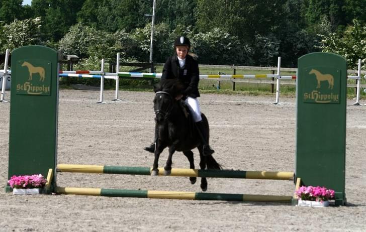 Shetlænder Tulle - Foto: Kim Bahnsen billede 15