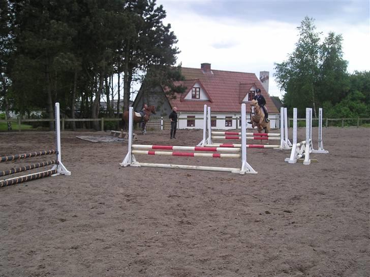 Anden særlig race nuggi - 11 billede 11