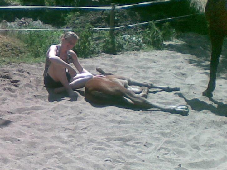 Dansk Varmblod Østergårdens Sabrina - Sabrina & miig (3 uger gammel)  billede 16