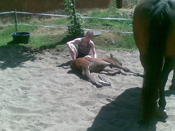 Dansk Varmblod Østergårdens Sabrina - Sabrina & miig (3 uger gammel)  billede 18