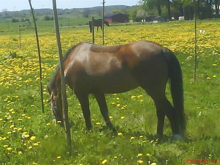Welsh Mountain (sec A) Pegasus Roxanne R.I.P<3 - på sommergræs :D <3 Fotograf: Mig (:  billede 14