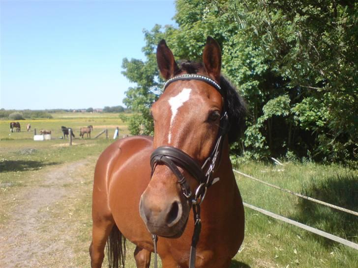 Anden særlig race Bento  - 1/6 det var sådan en hyggelig dag <3 billede 20