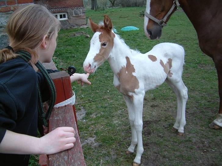 Pinto Araber Empire - Et gammelt billede af Empire, da hun var helt lille. billede 1