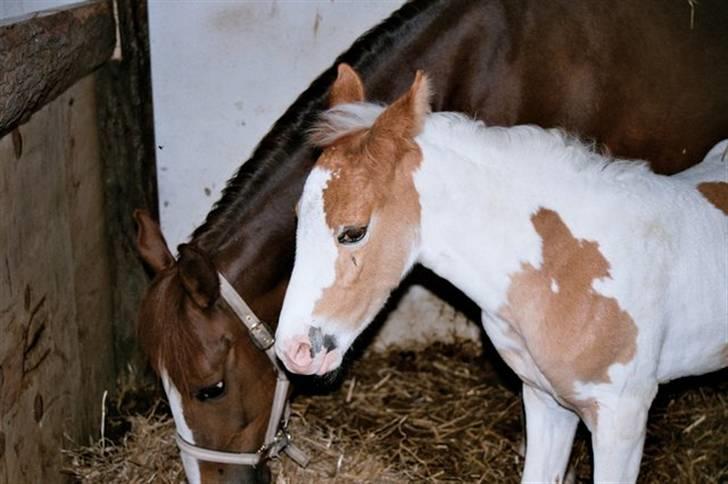 Pinto Araber Empire billede 2